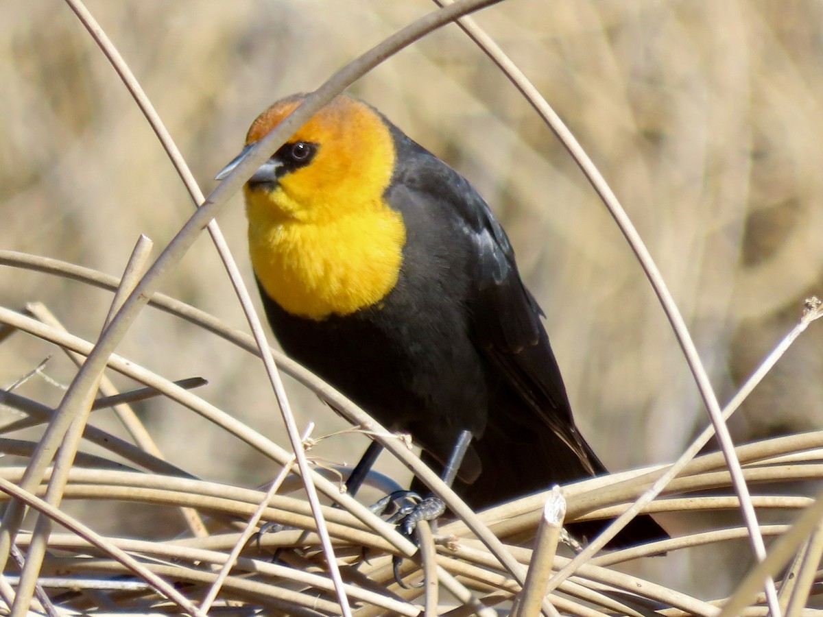 Yellow-headed Blackbird - ML617231828