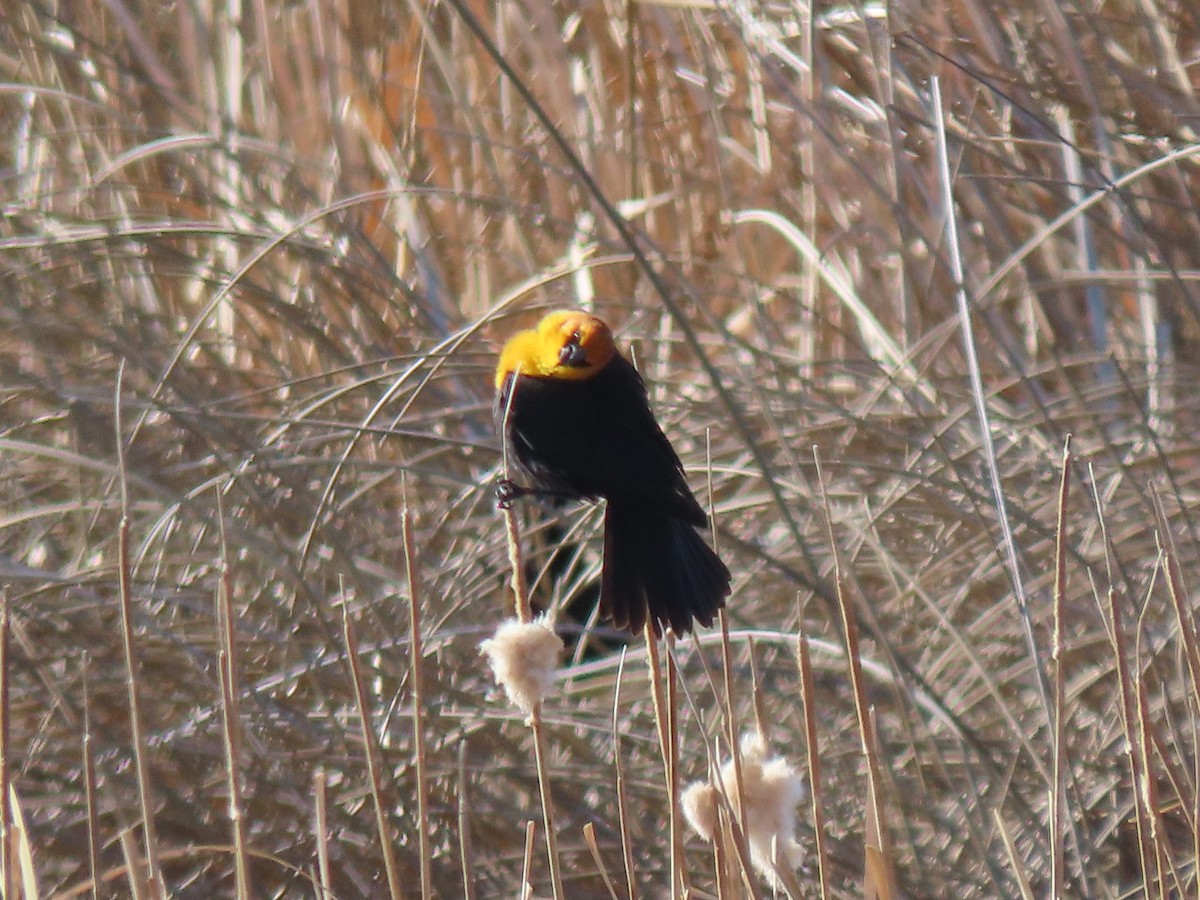 Yellow-headed Blackbird - ML617231841