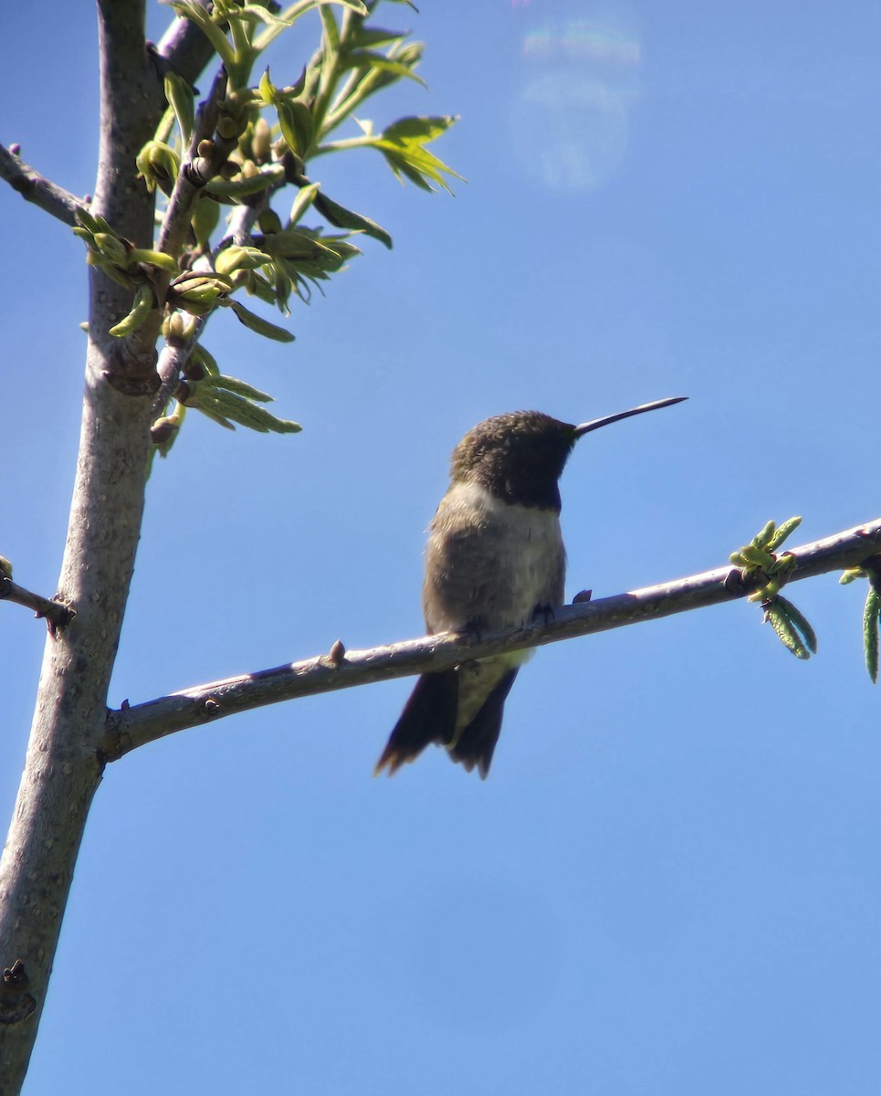 Black-chinned Hummingbird - ML617231884