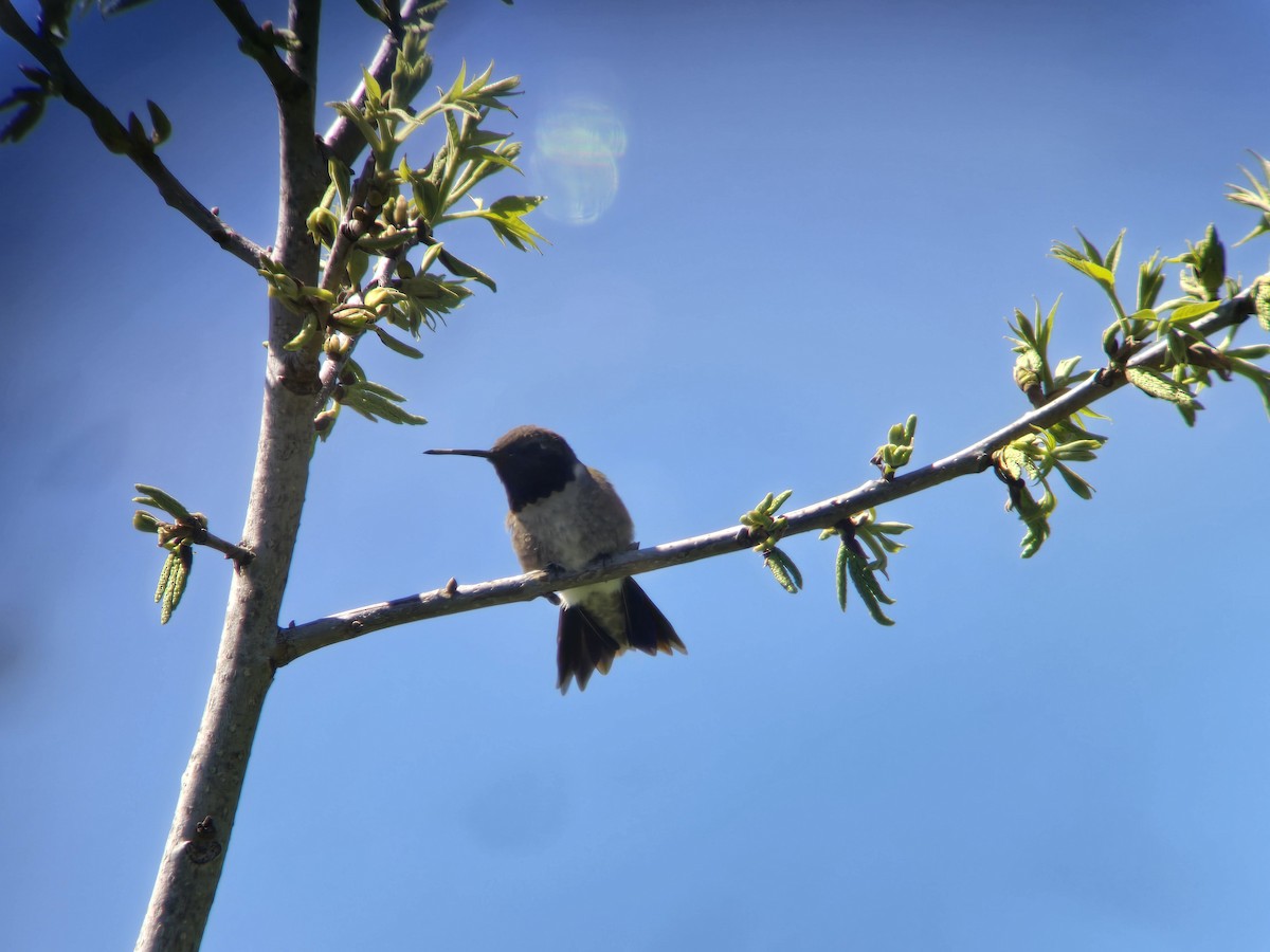 Black-chinned Hummingbird - Donald Pendleton
