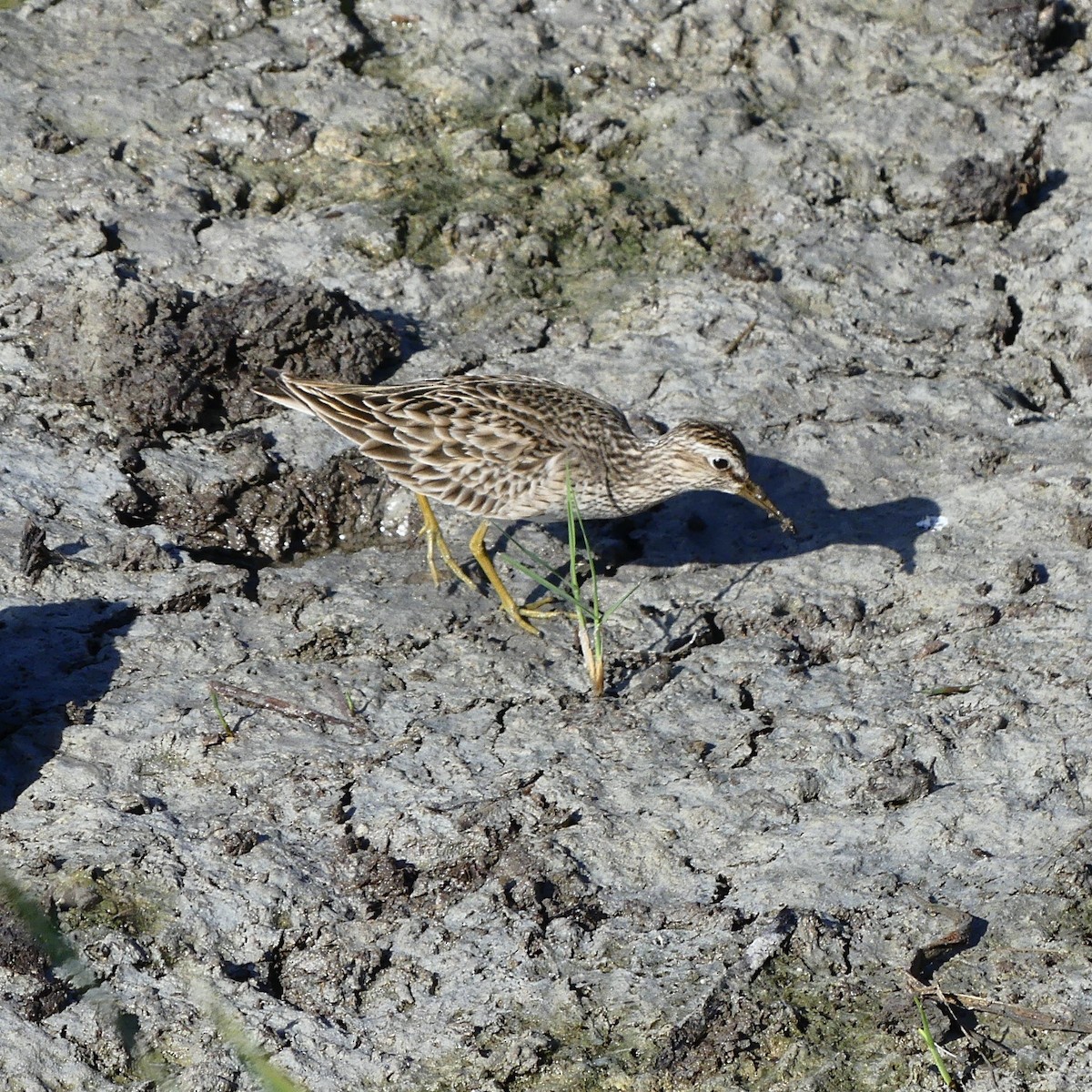 Short-billed Dowitcher - ML617231912