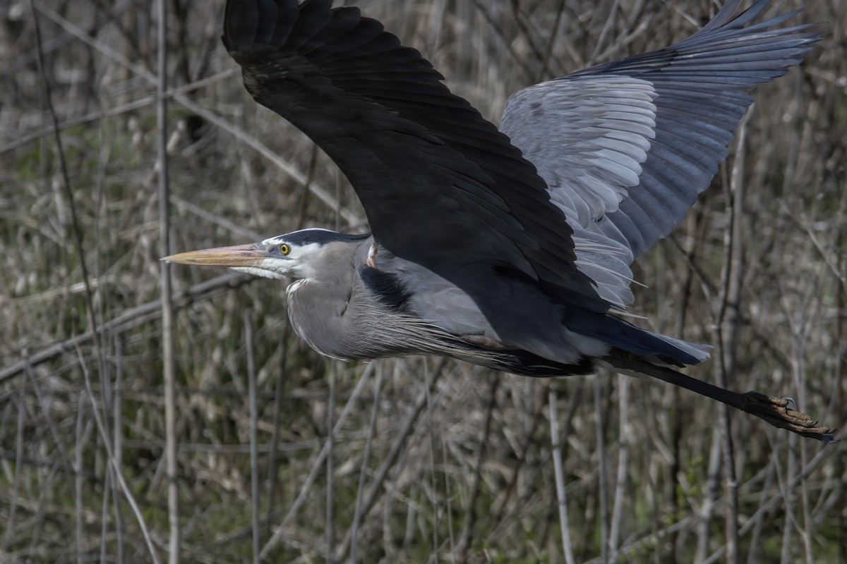 Great Blue Heron - ML617231933