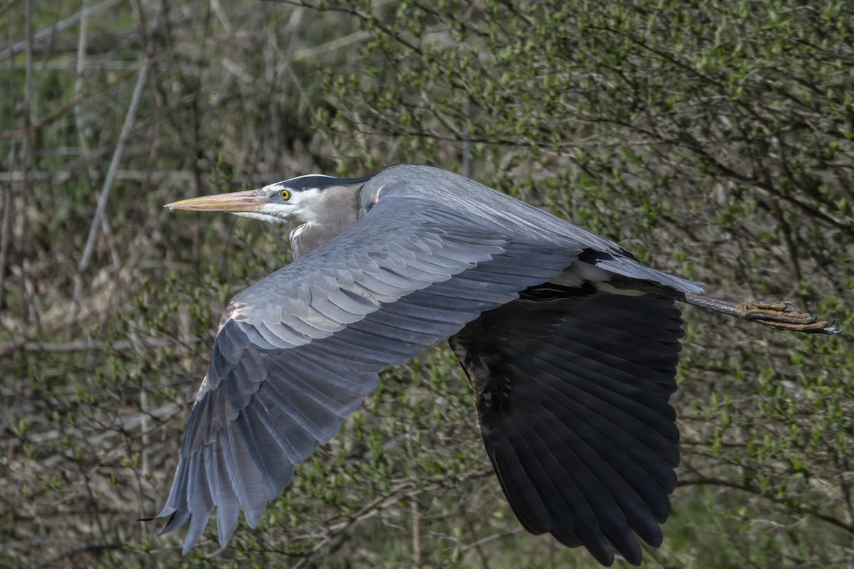 Great Blue Heron - ML617231941