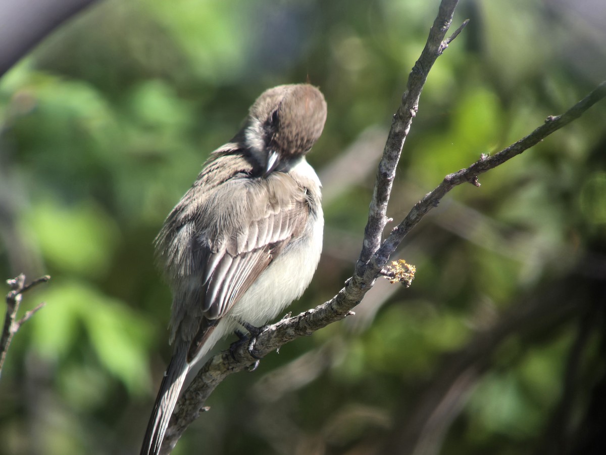 Eastern Phoebe - ML617231964