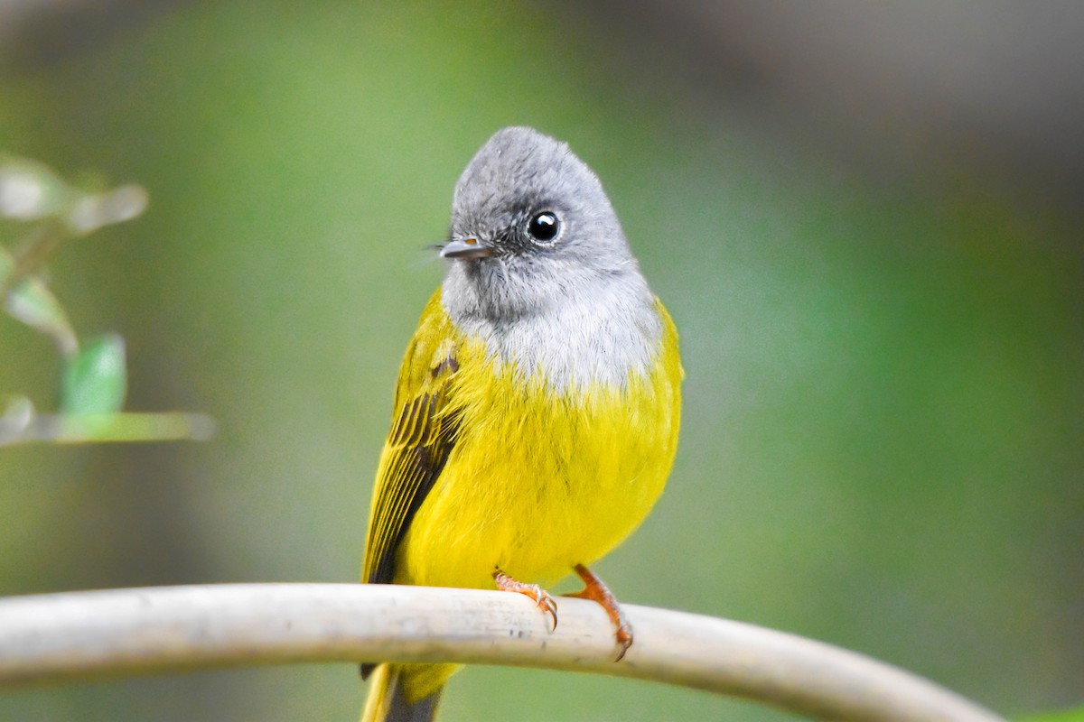 Gray-headed Canary-Flycatcher - ML617231975