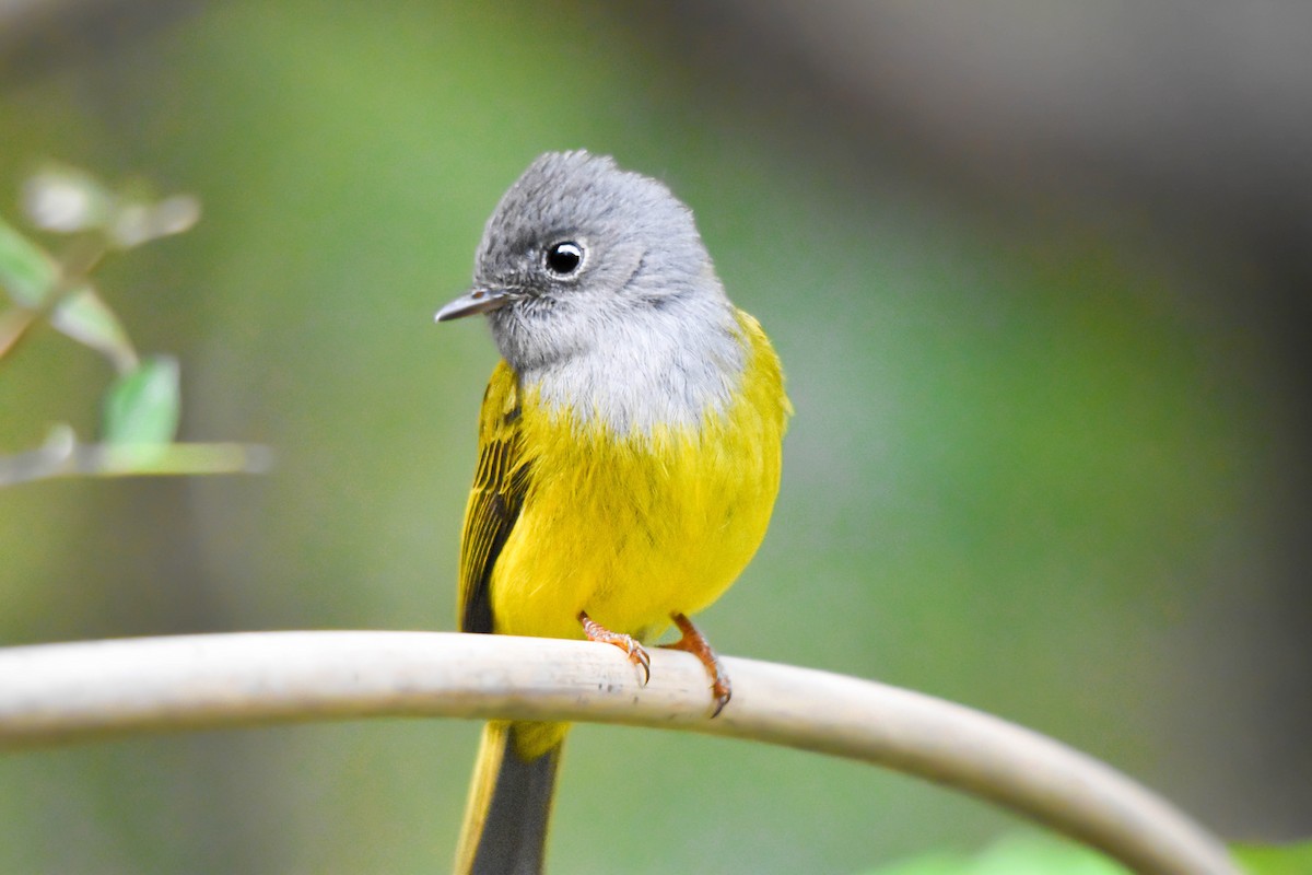 Gray-headed Canary-Flycatcher - ML617231976