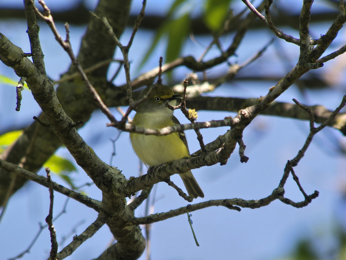 Ak Gözlü Vireo - ML617231993