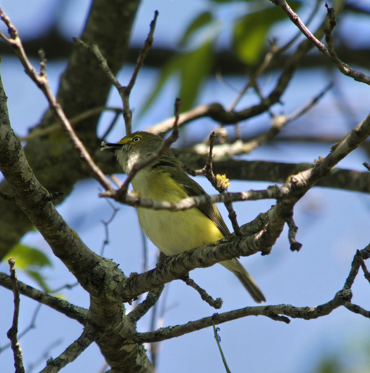 hvitøyevireo - ML617231995