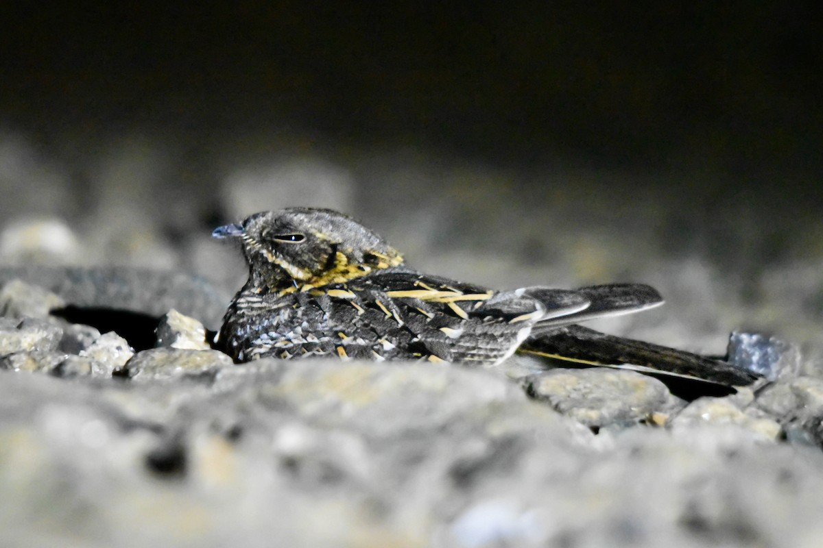 Indian Nightjar - ML617231998