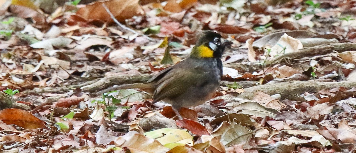 White-eared Ground-Sparrow - robert bowker