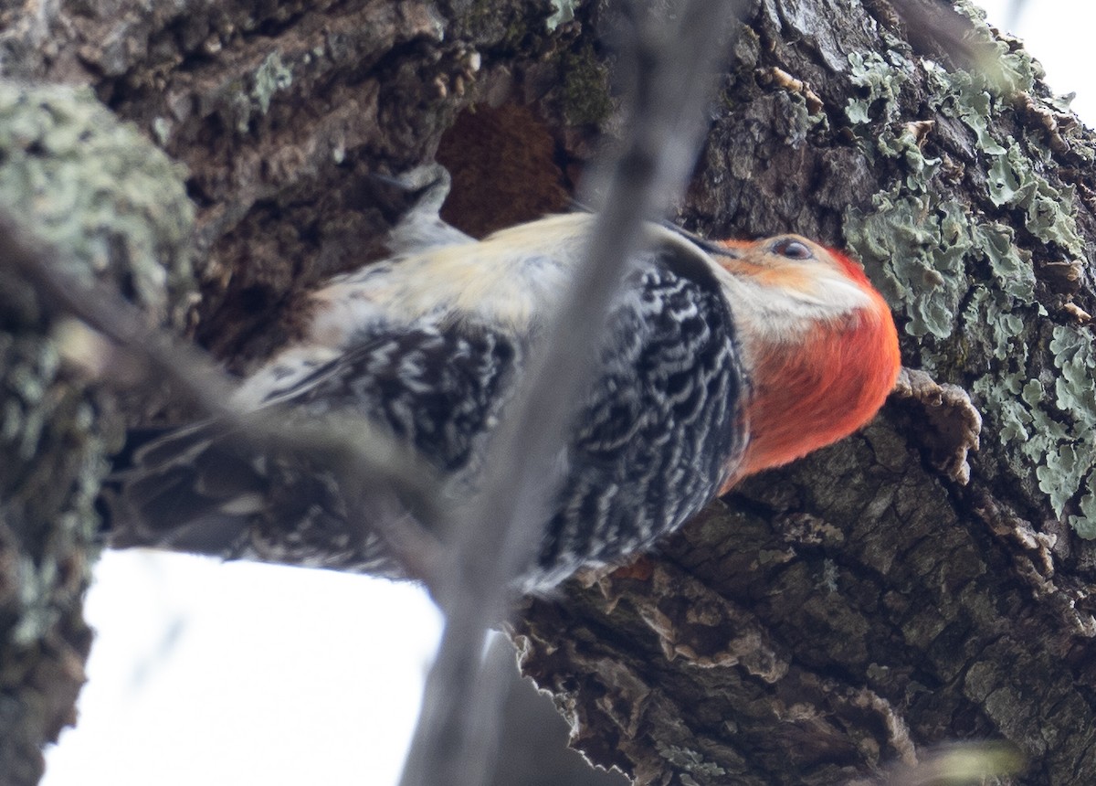 Red-bellied Woodpecker - ML617232037