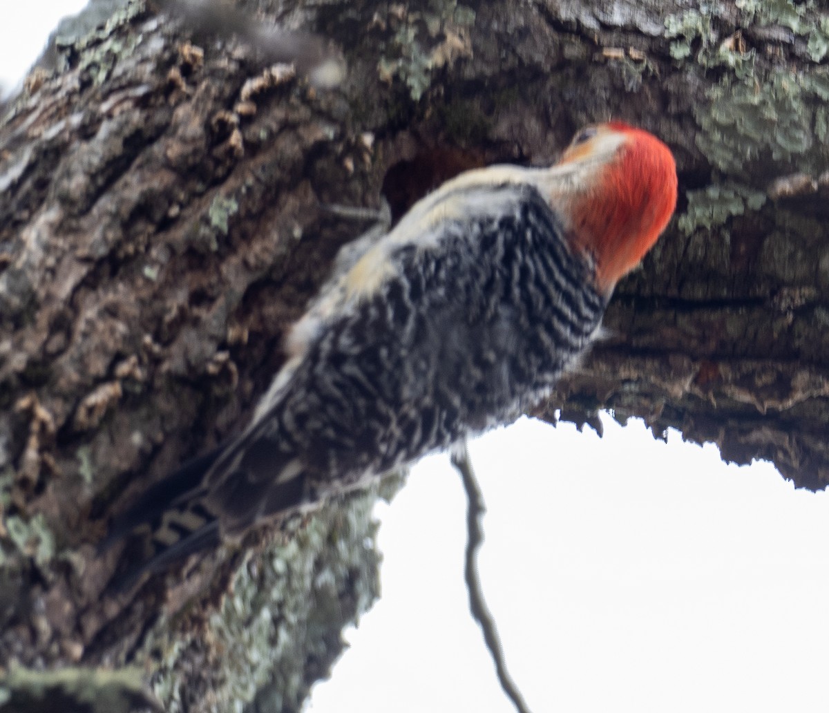 Red-bellied Woodpecker - ML617232040