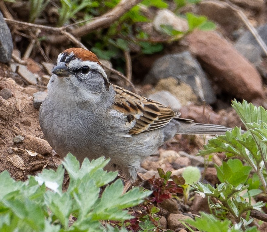 Chipping Sparrow - ML617232067