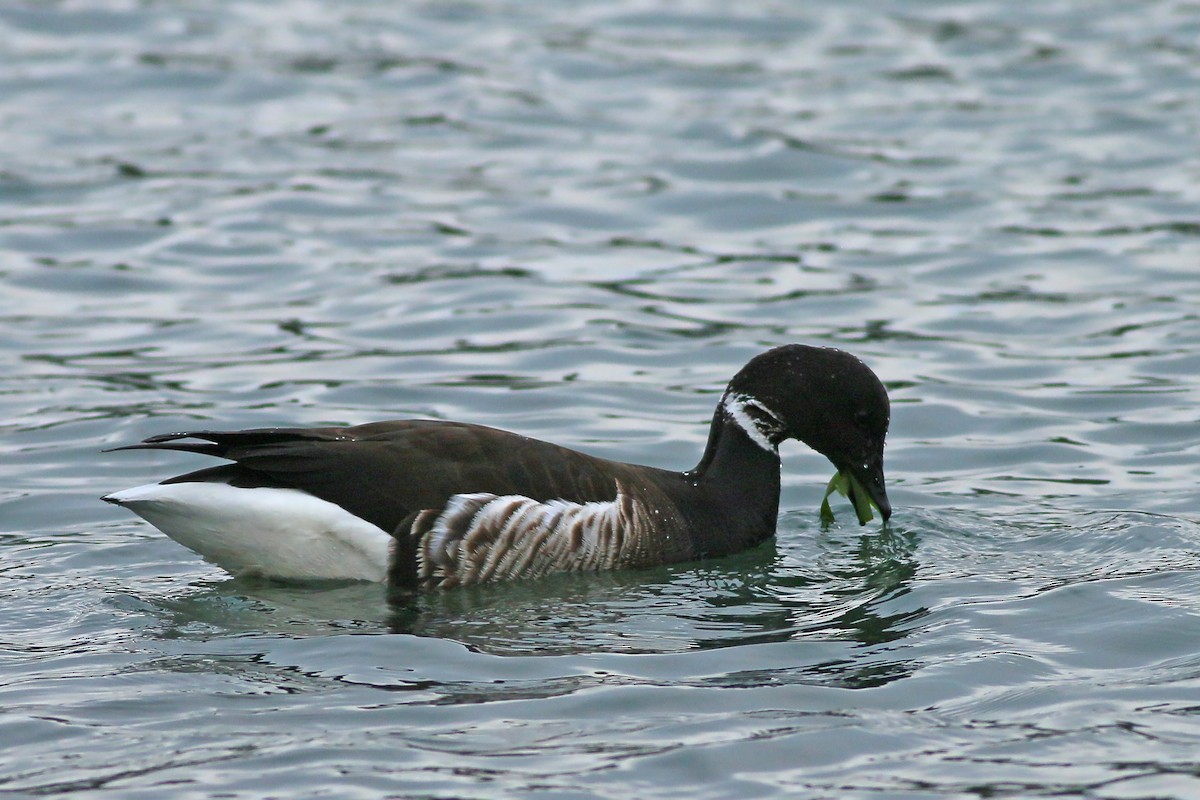 Barnacla Carinegra (nigricans) - ML617232069