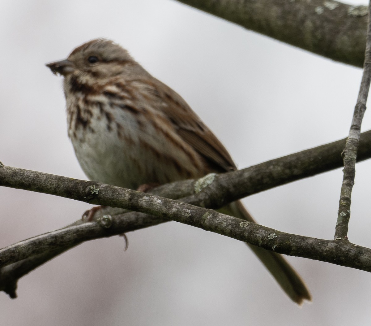 Song Sparrow - ML617232071