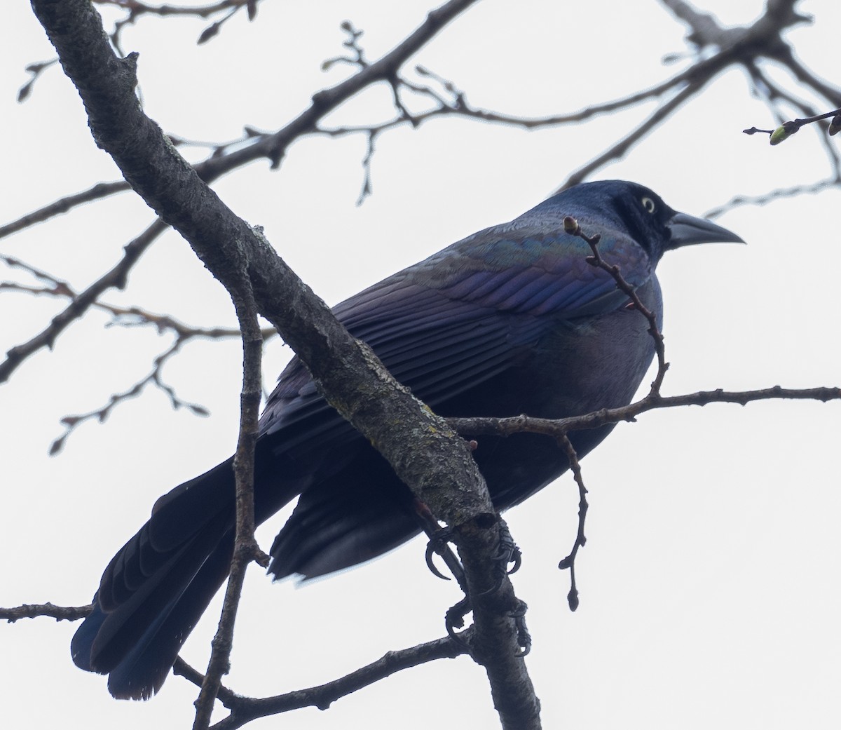 Common Grackle - ML617232078