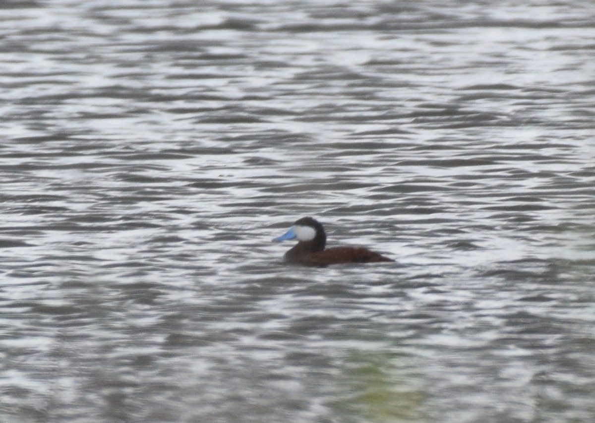 Ruddy Duck - ML617232116