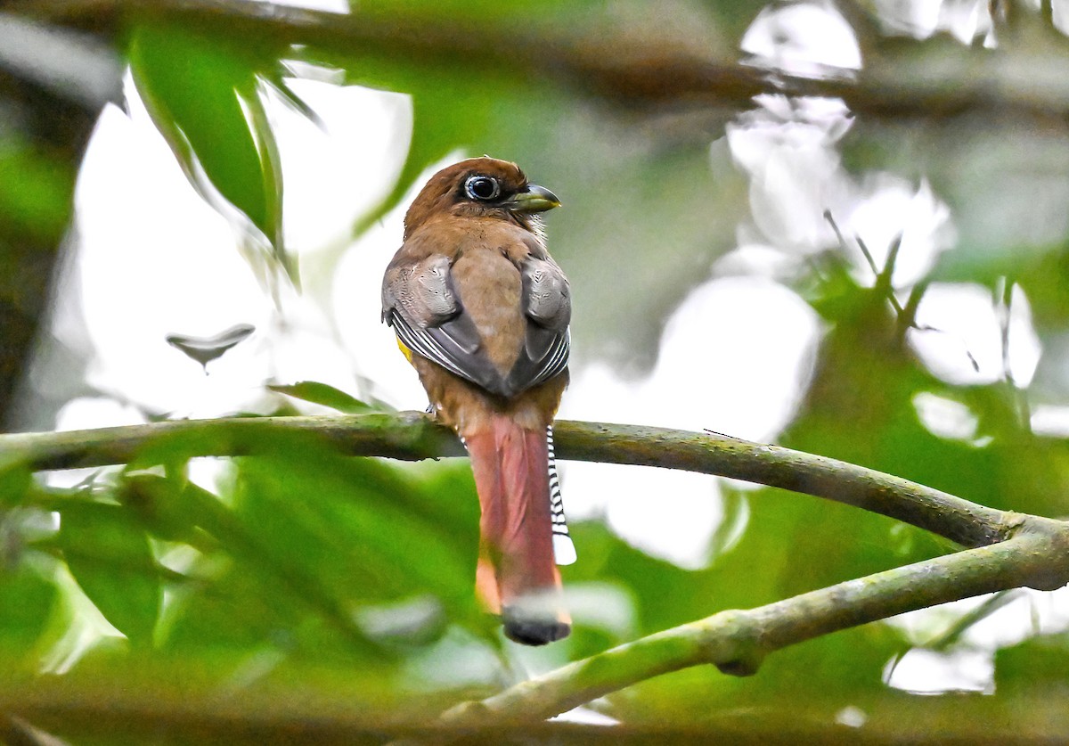 Northern Black-throated Trogon - Linda Sullivan