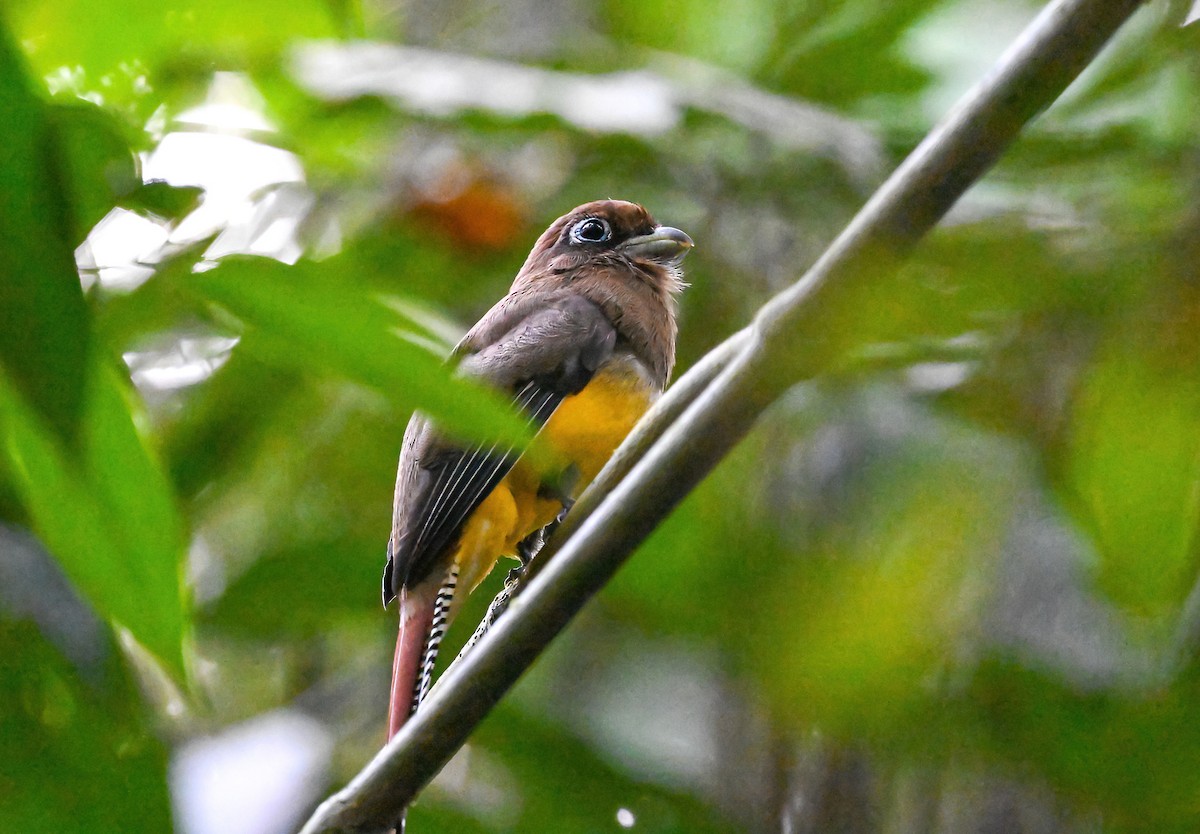 Northern Black-throated Trogon - ML617232126