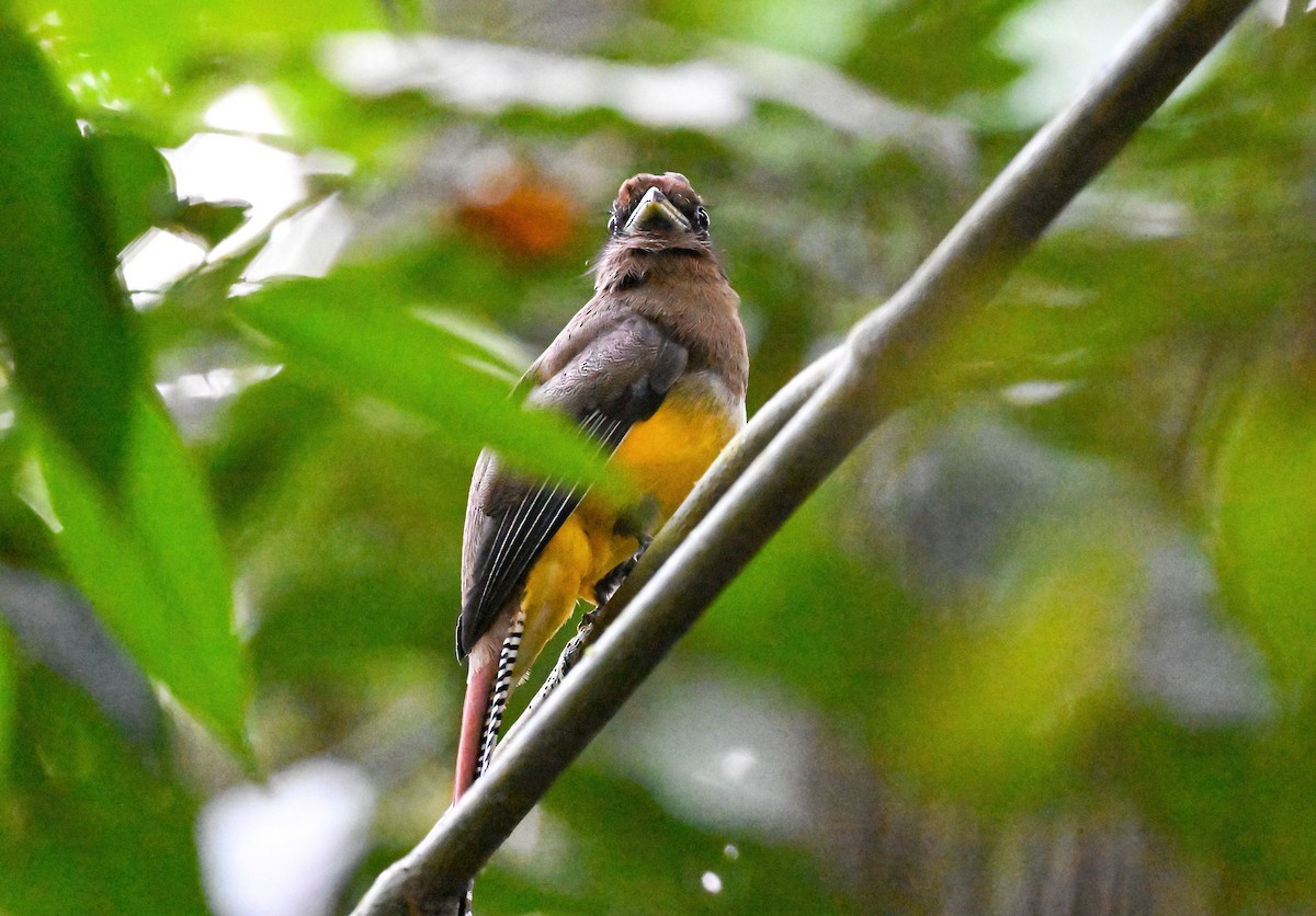 Northern Black-throated Trogon - ML617232129