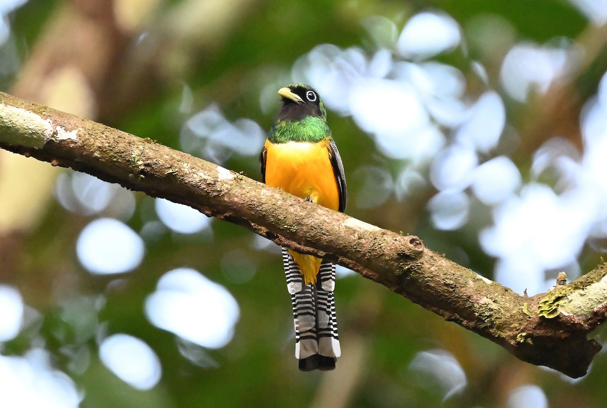 Northern Black-throated Trogon - ML617232130