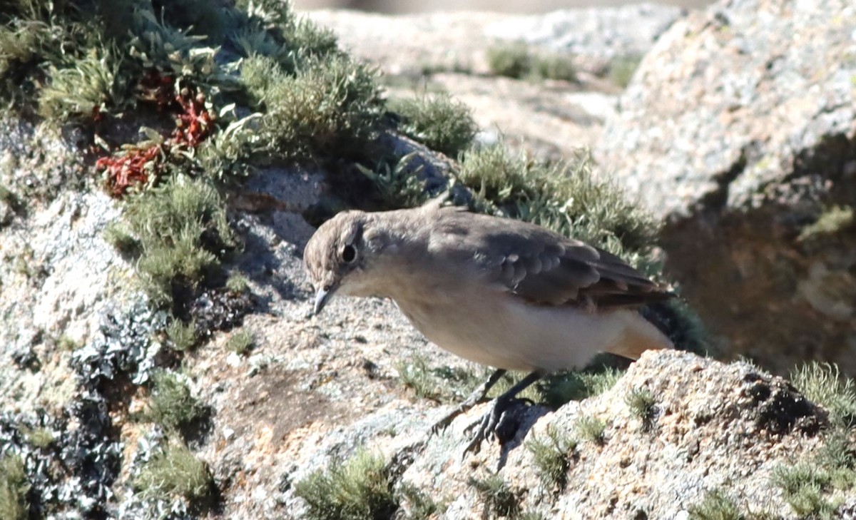 Géositte à ailes rousses - ML617232142