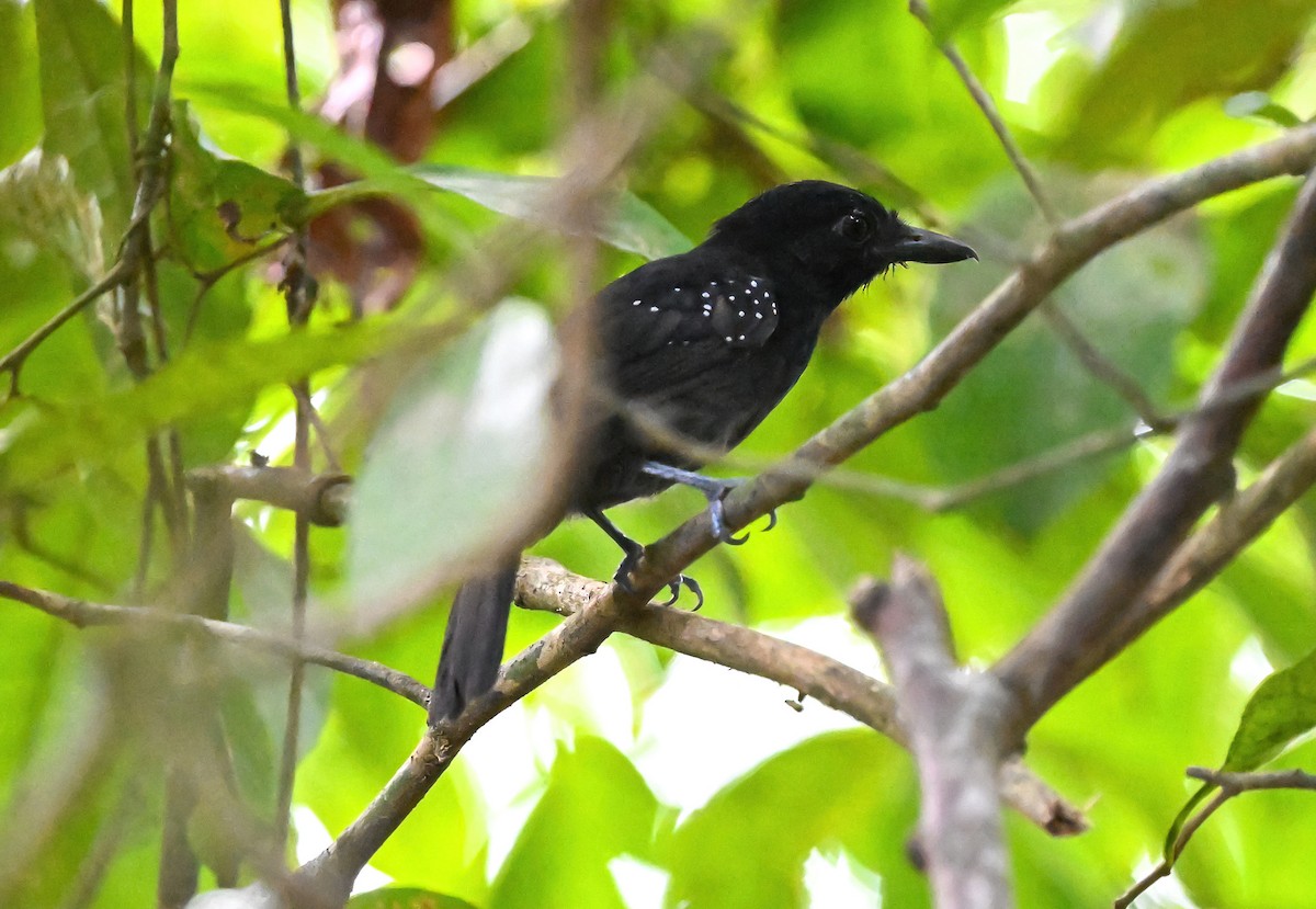 Black-hooded Antshrike - Linda Sullivan