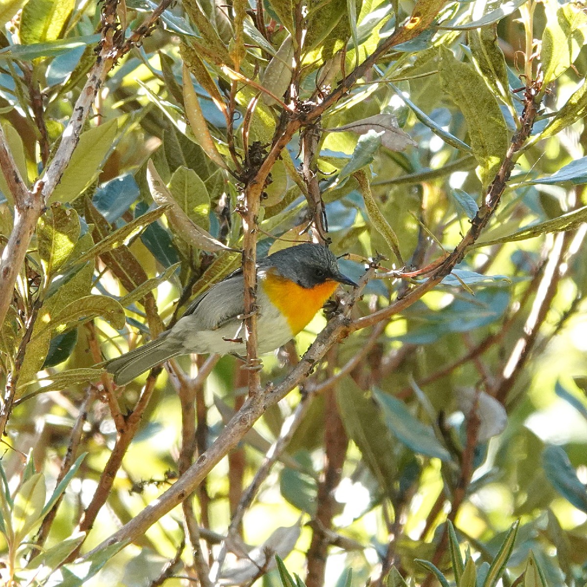 Flame-throated Warbler - ML617232147