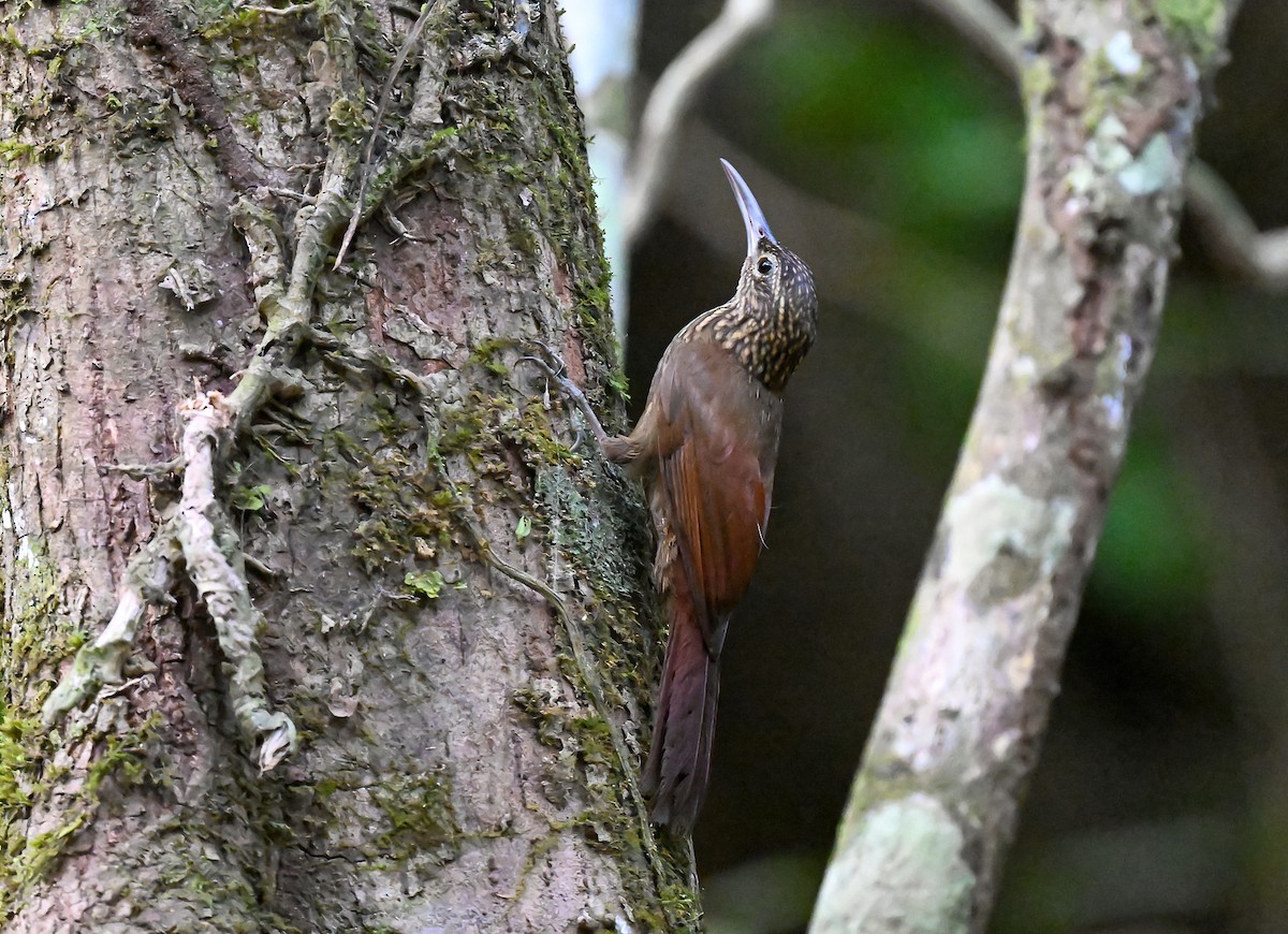 Cocoa Woodcreeper - ML617232171