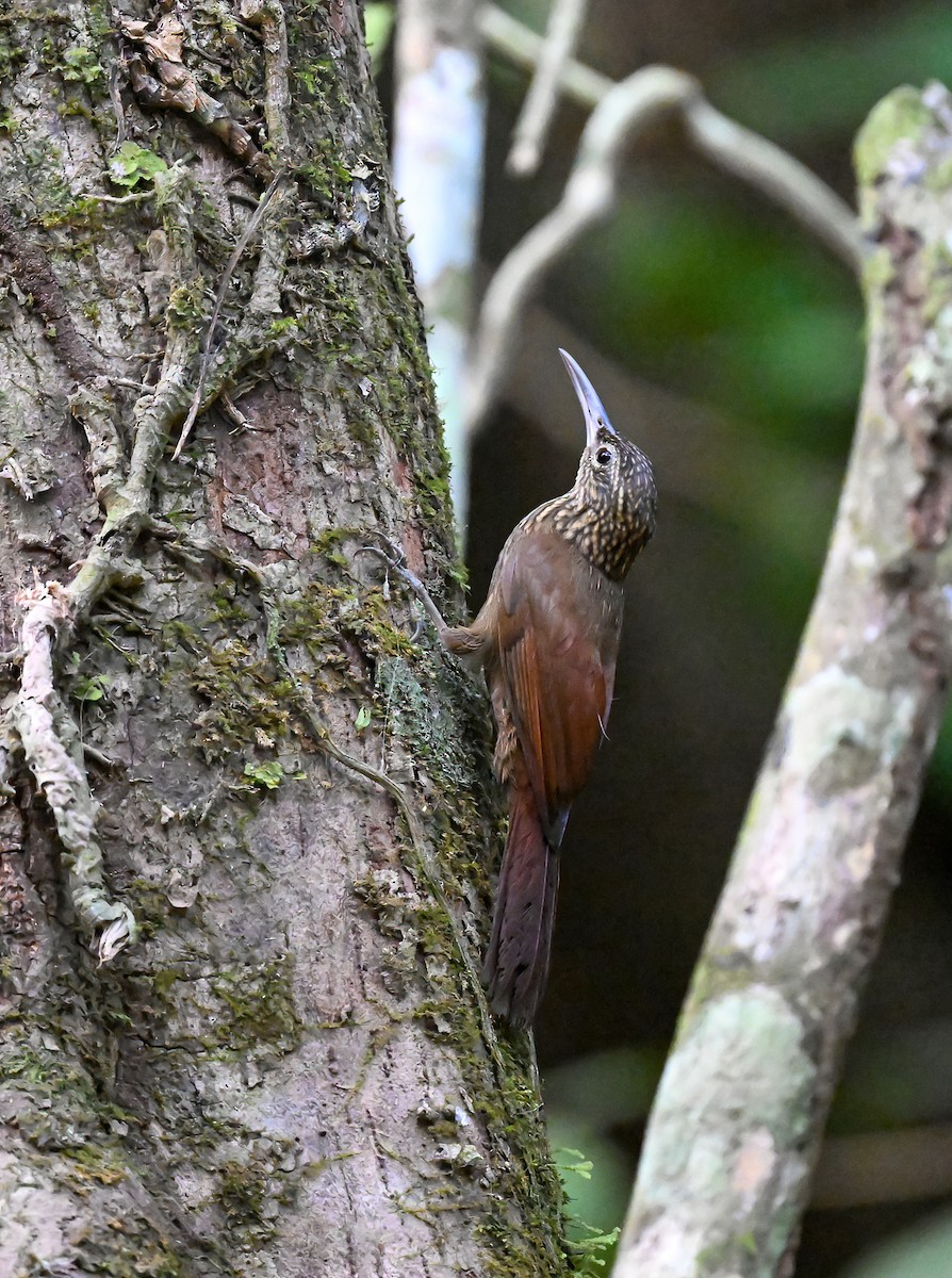 Cocoa Woodcreeper - Linda Sullivan