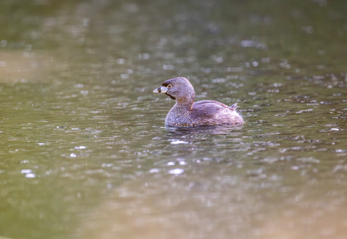 Pied-billed Grebe - ML617232188