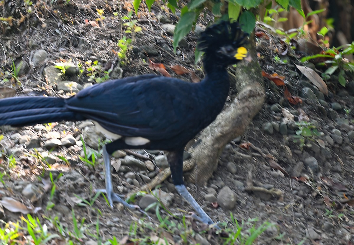 Great Curassow - ML617232212