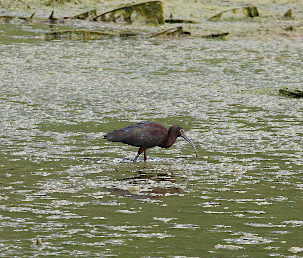 White-faced Ibis - ML617232286