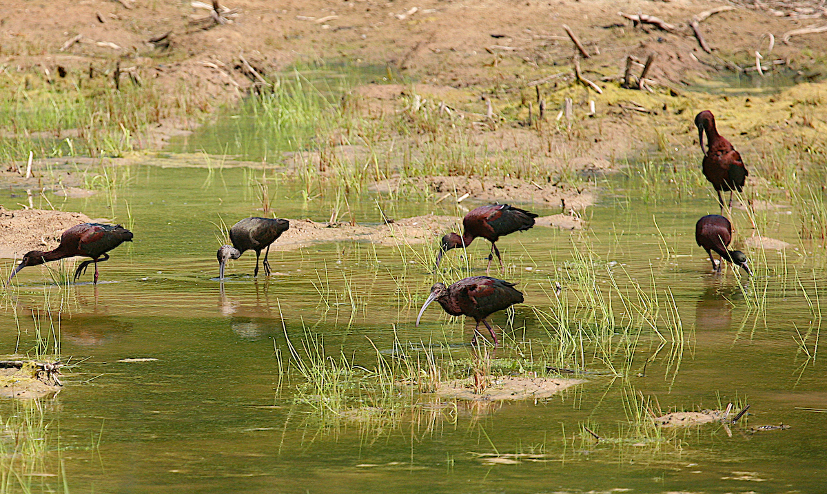 White-faced Ibis - ML617232314