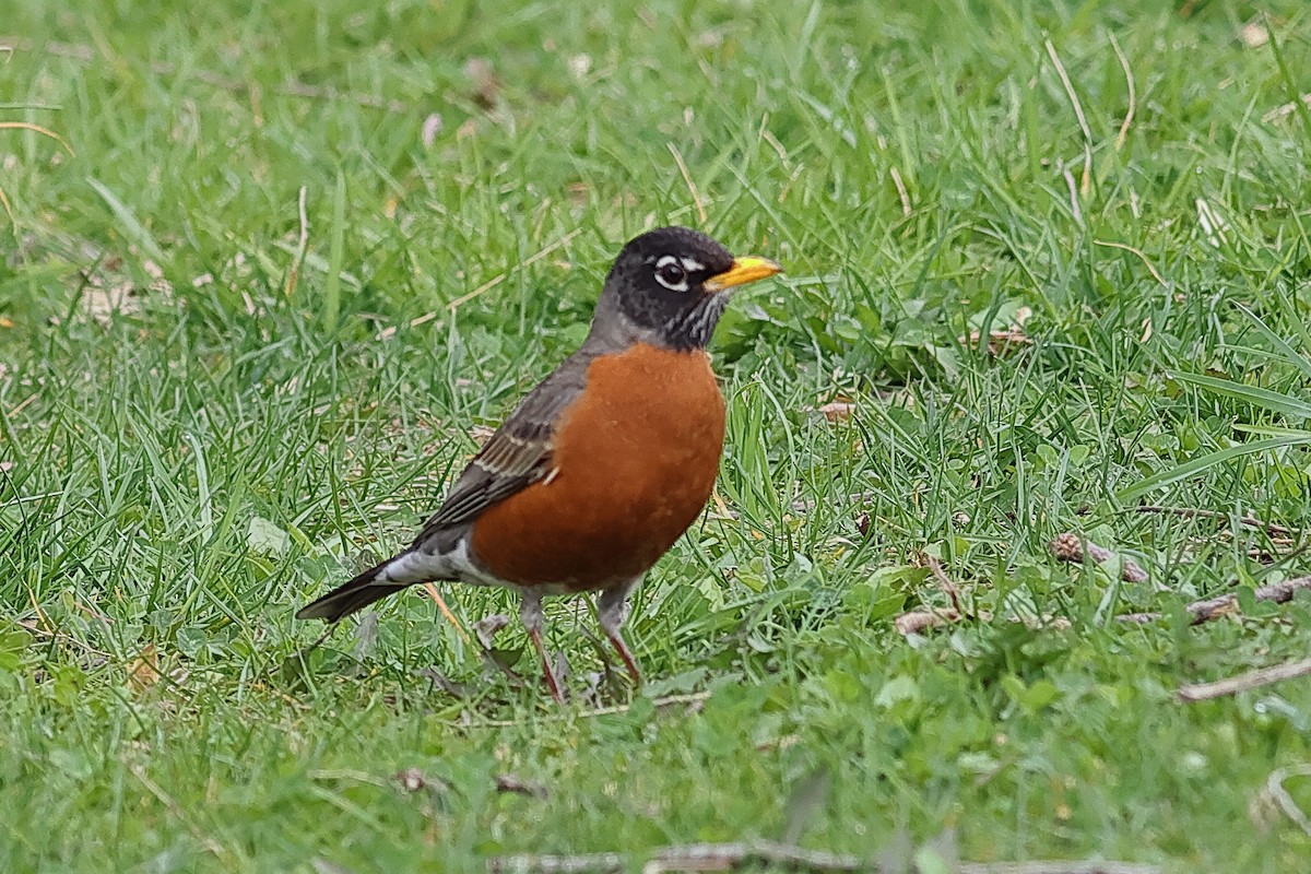 American Robin - ML617232324