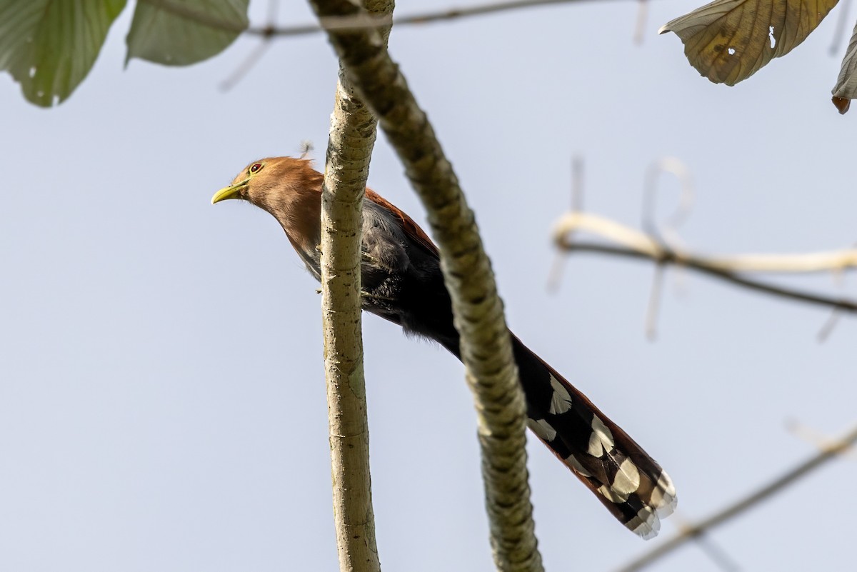 Squirrel Cuckoo - ML617232325