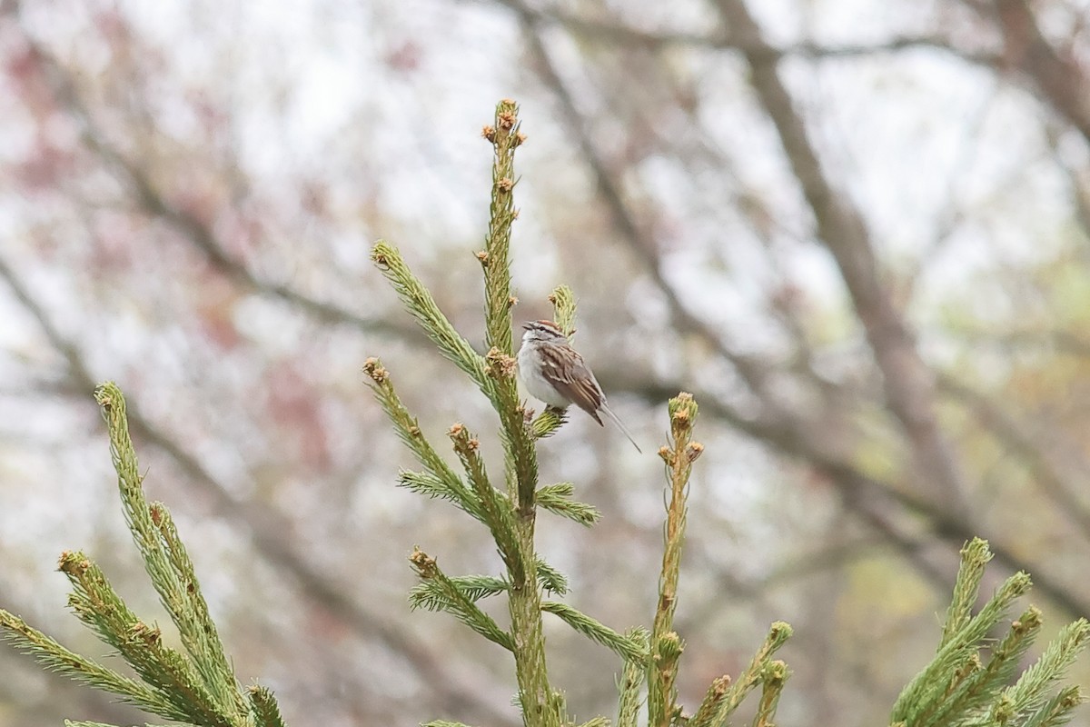 Chipping Sparrow - ML617232332