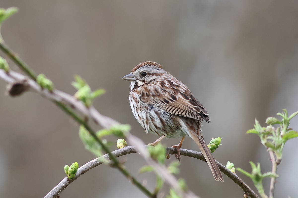 Song Sparrow - ML617232342