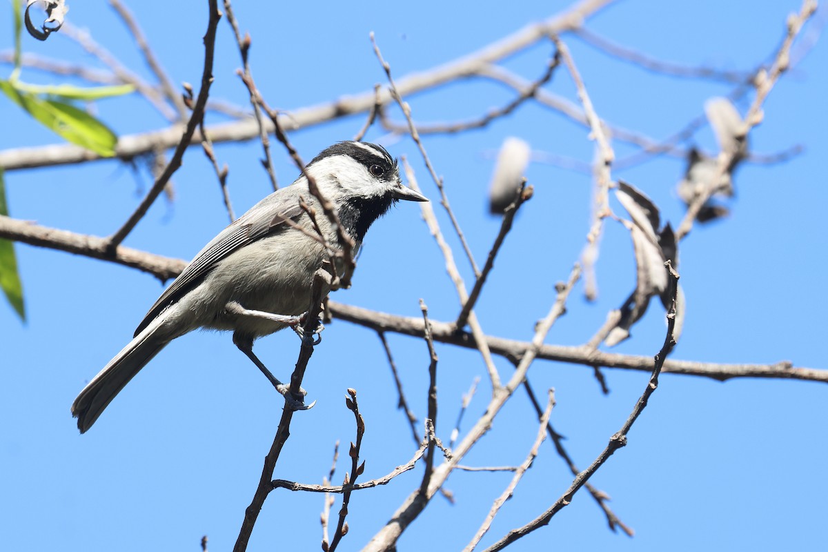 Mountain Chickadee - ML617232362