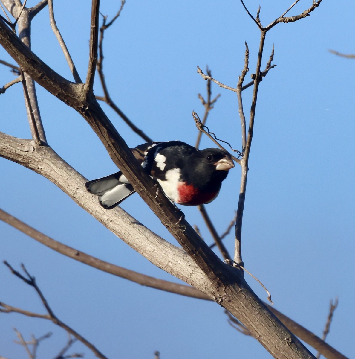 Rose-breasted Grosbeak - ML617232384