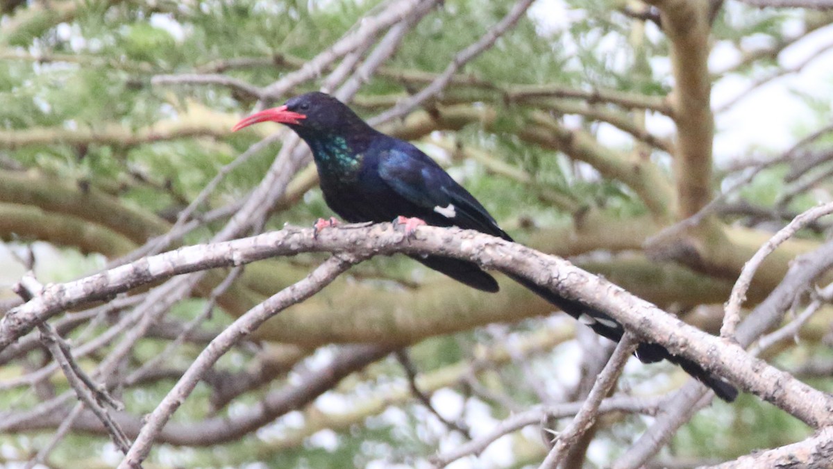 Violet Woodhoopoe - ML617232394