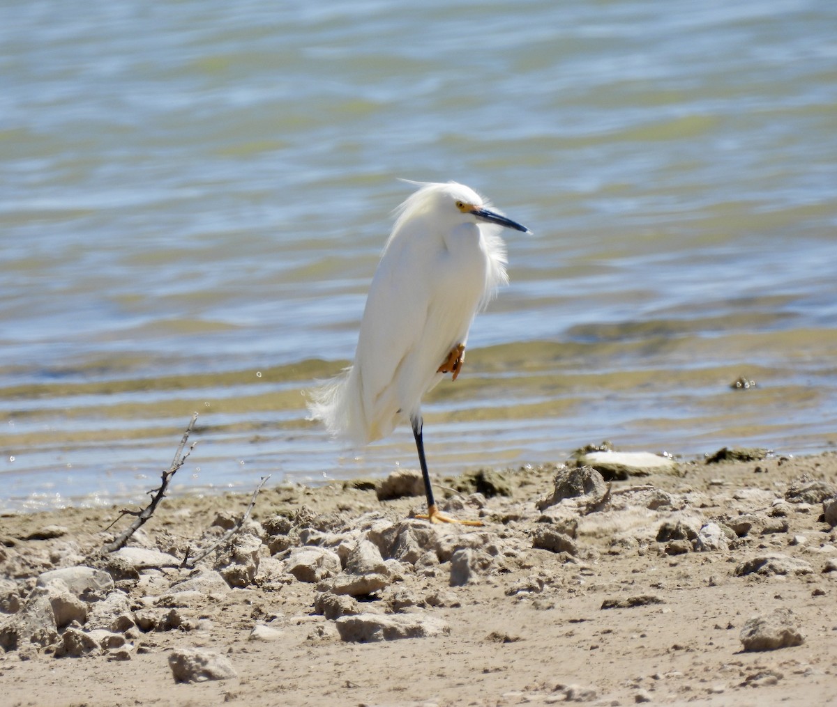 Snowy Egret - Christopher Daniels