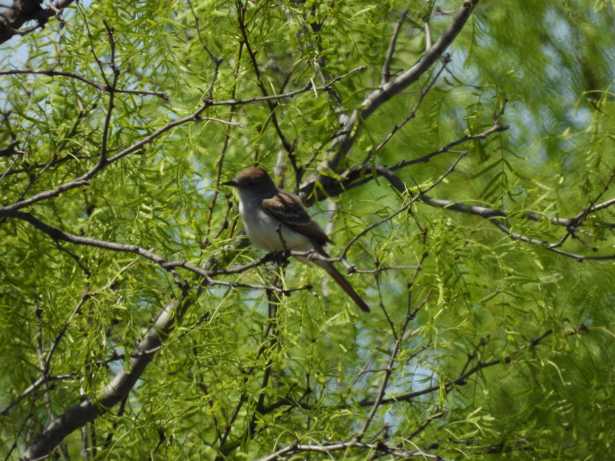 Ash-throated Flycatcher - Christopher Daniels