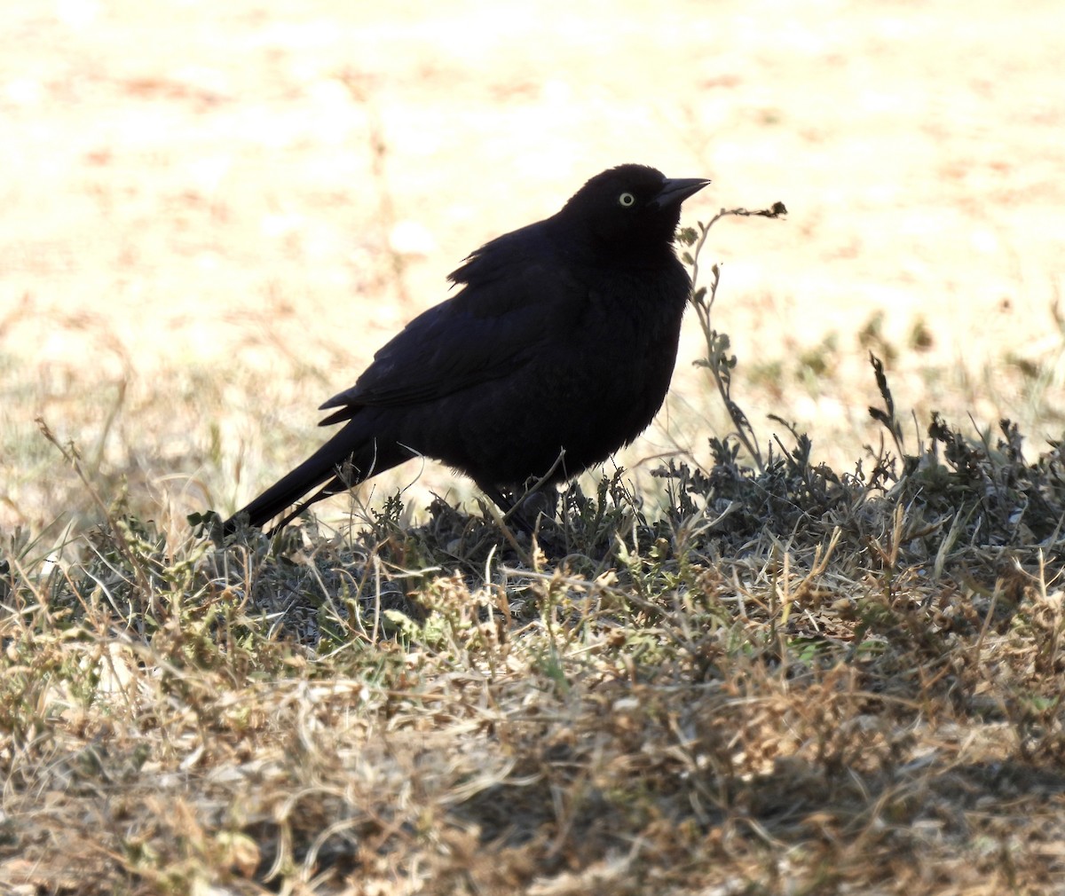 Brewer's Blackbird - Christopher Daniels