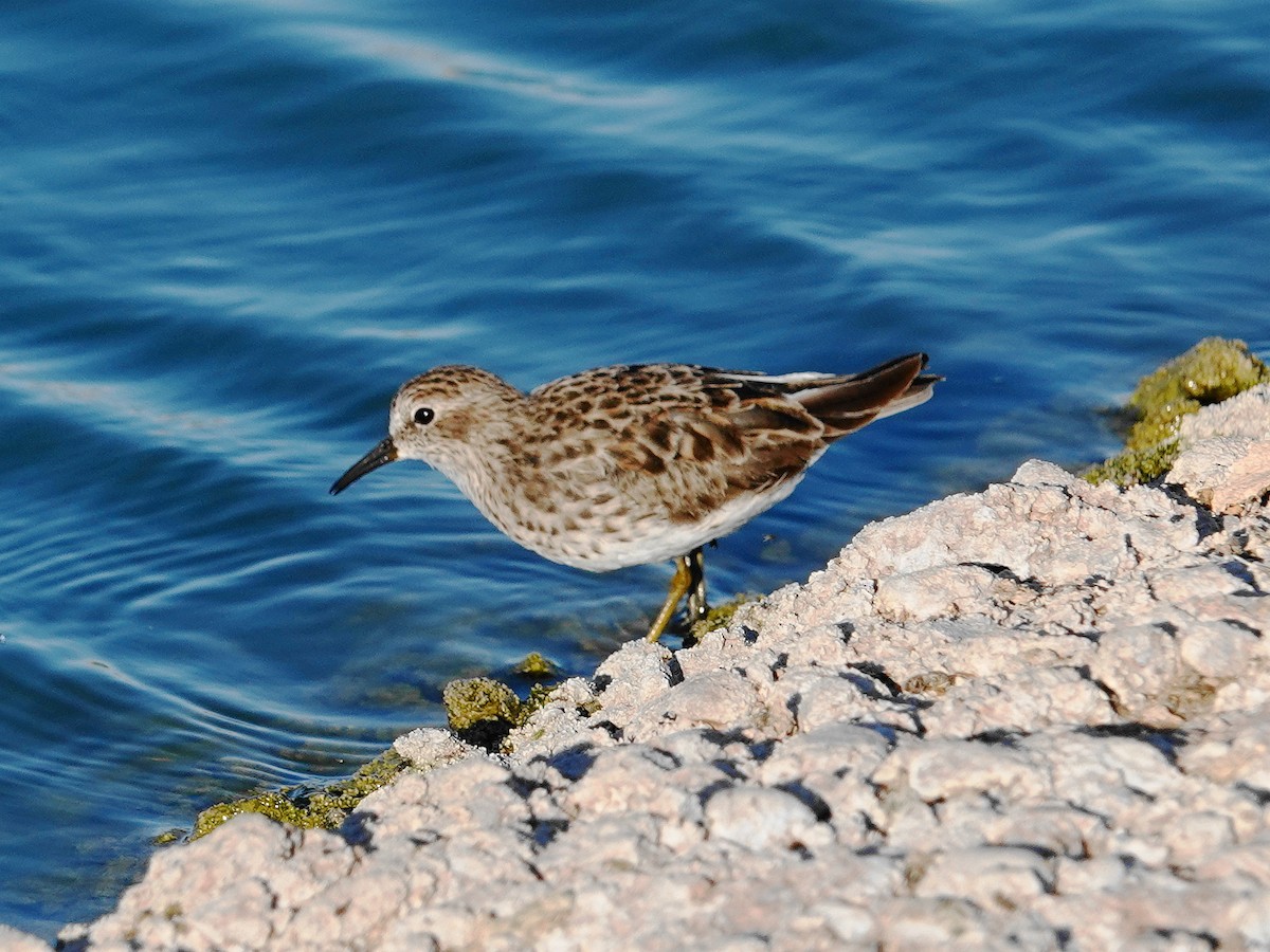 Least Sandpiper - ML617232632