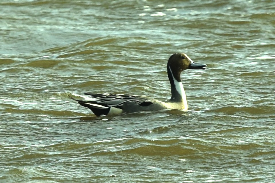 Northern Pintail - ML617232634