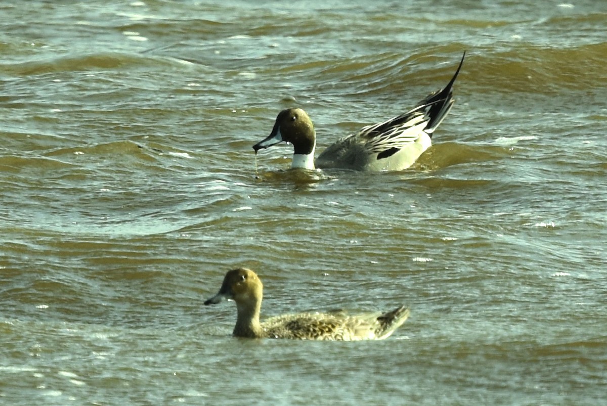 Northern Pintail - ML617232639