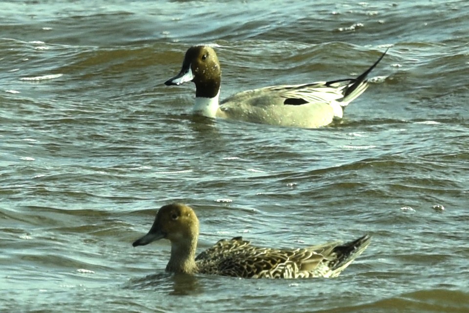 Northern Pintail - ML617232641