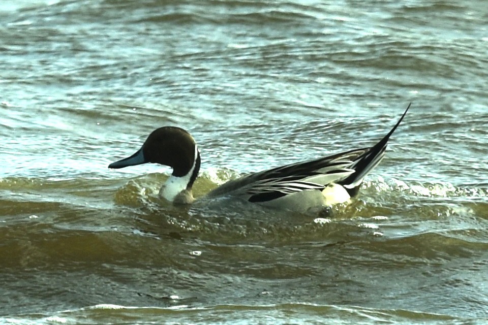 Northern Pintail - ML617232646