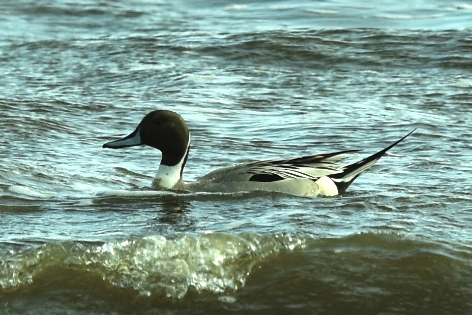 Northern Pintail - Blair Whyte